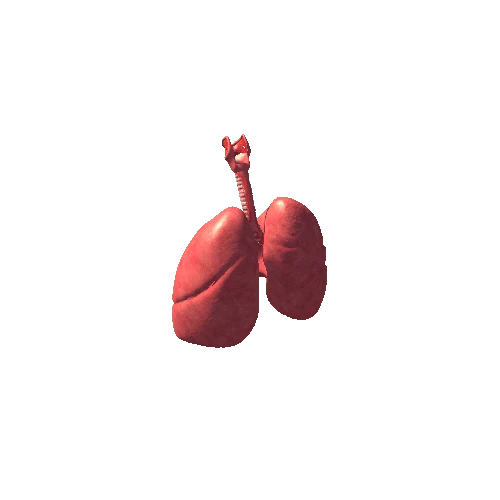 lungs animated prefab